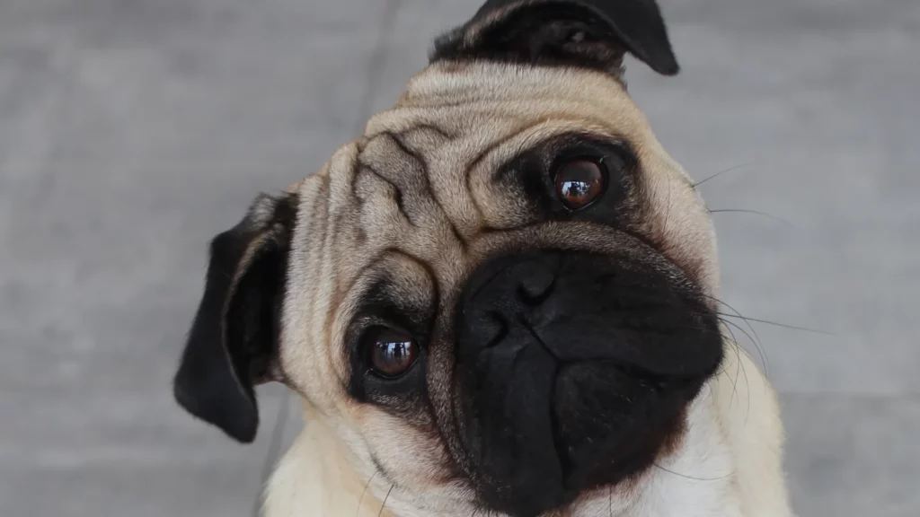 As 5 melhores raças de cachorro para apartamento